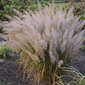Calamagrostis brachytricha - Koreai nádtippan