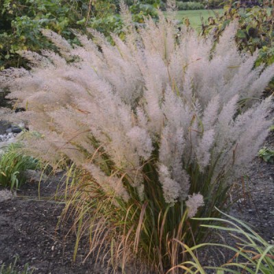Calamagrostis brachytricha - Koreai nádtippan