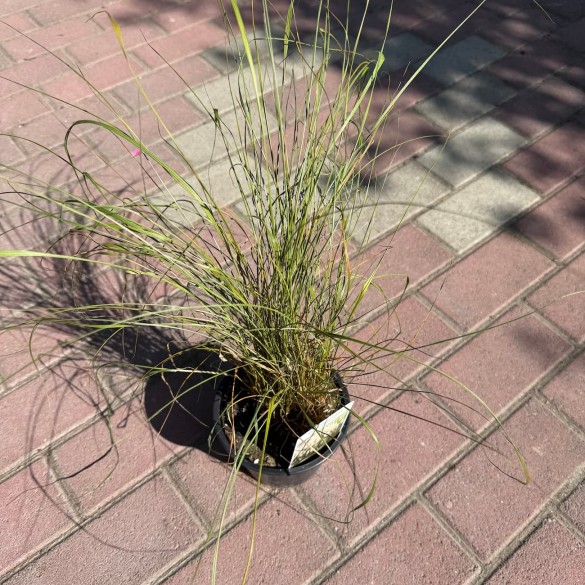 Calamagrostis brachytricha - Koreai nádtippan