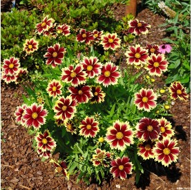 Coreopsis grandiflora 'Solar Fancy' - Menyecskeszem