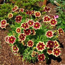 Coreopsis grandiflora 'Solar Fancy' - Menyecskeszem