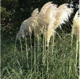 Cortaderia 'White Mistral' - Pampafű