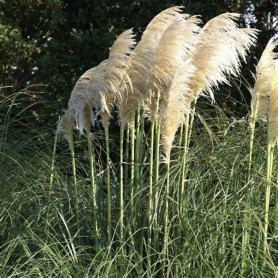 Cortaderia 'White Mistral' - Pampafű
