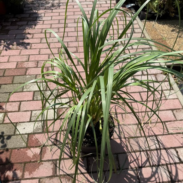 Cortaderia 'White Mistral' - Pampafű