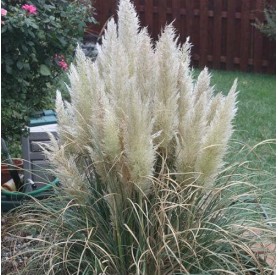 Cortaderia 'Pumila' - Ezüstös pampafű
