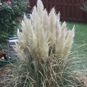Cortaderia 'Pumila' - Ezüstös pampafű