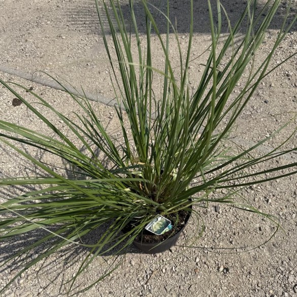 Cortaderia 'Pumila' - Ezüstös pampafű