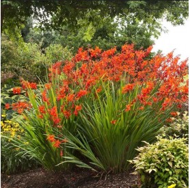 Crocosmia 'Babylon' - Sáfrányfű