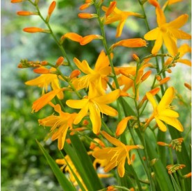 Crocosmia 'George Davidson' - Sáfrányfű
