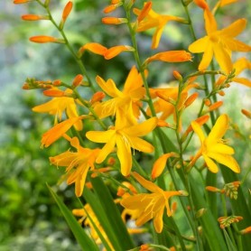 Crocosmia 'George Davidson' - Sáfrányfű