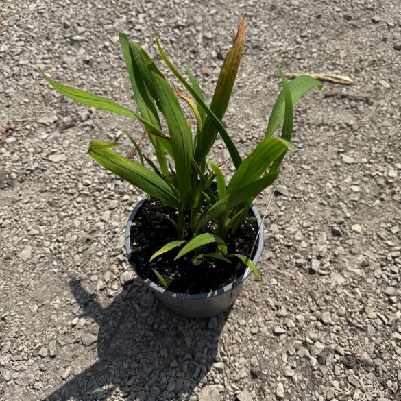 Crocosmia 'George Davidson' - Sáfrányfű