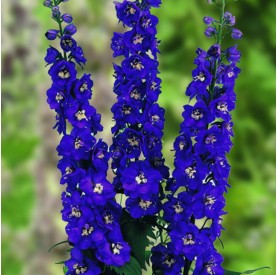 Delphinium 'Jupiter Blue' - Szarkaláb
