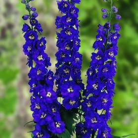 Delphinium 'Jupiter Blue' - Szarkaláb