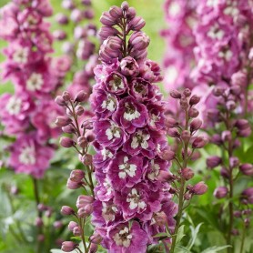 Delphinium 'Pink White Bee' - Szarkaláb