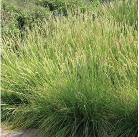 Deschampsia cespitosa 'Palava' - Gyepes sédbúza