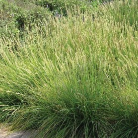Deschampsia cespitosa 'Palava' - Gyepes sédbúza