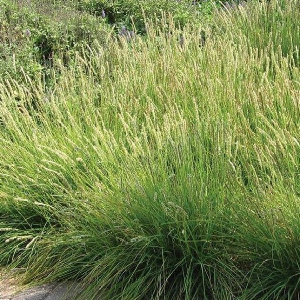 Deschampsia cespitosa 'Palava' - Gyepes sédbúza