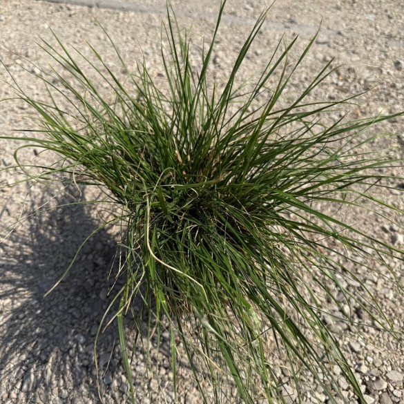 Deschampsia cespitosa 'Palava' - Gyepes sédbúza