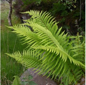 Dryopteris filix-mas - Erdei pajzsika