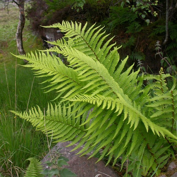 Dryopteris filix-mas - Erdei pajzsika