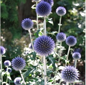 Echinops bannaticus 'Blue Glow' - Kék szamárkenyér