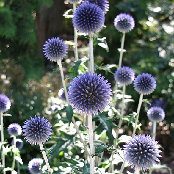 Echinops bannaticus 'Blue Glow' - Kék szamárkenyér