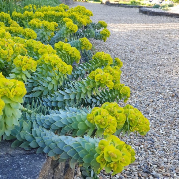 Euphorbia myrsinites - Szürke kutyatej