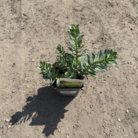 Euphorbia myrsinites - Szürke kutyatej