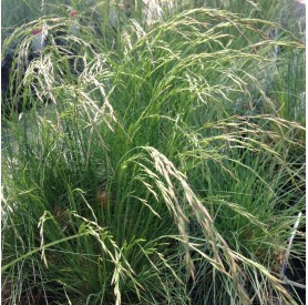 Festuca amethystina - Lila csenkesz