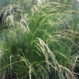 Festuca amethystina - Lila csenkesz