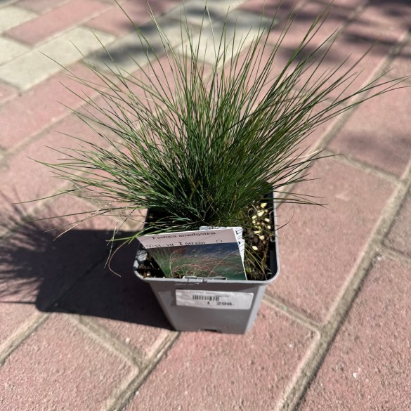 Festuca amethystina - Lila csenkesz