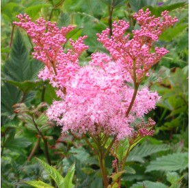 Filipendula rubra 'Venusta' - Legyezőfű