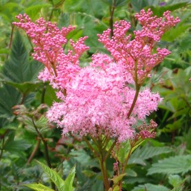 Filipendula rubra 'Venusta' - Legyezőfű