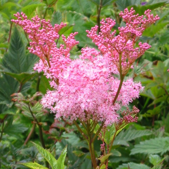 Filipendula rubra 'Venusta' - Legyezőfű
