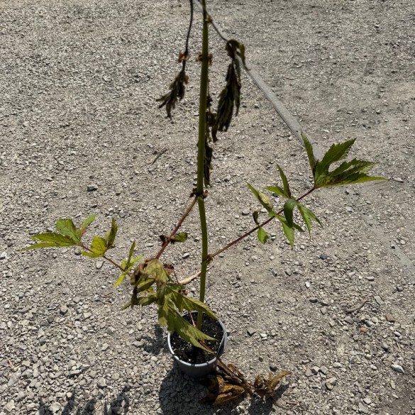 Filipendula rubra 'Venusta' - Legyezőfű