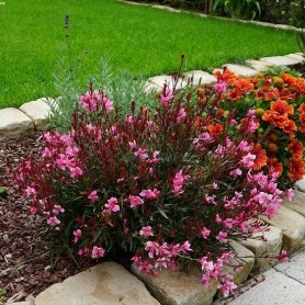 Gaura 'Baby Butterlfy Dark Pink' - Díszgyertya