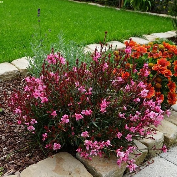 Gaura 'Baby Butterlfy Dark Pink' - Díszgyertya
