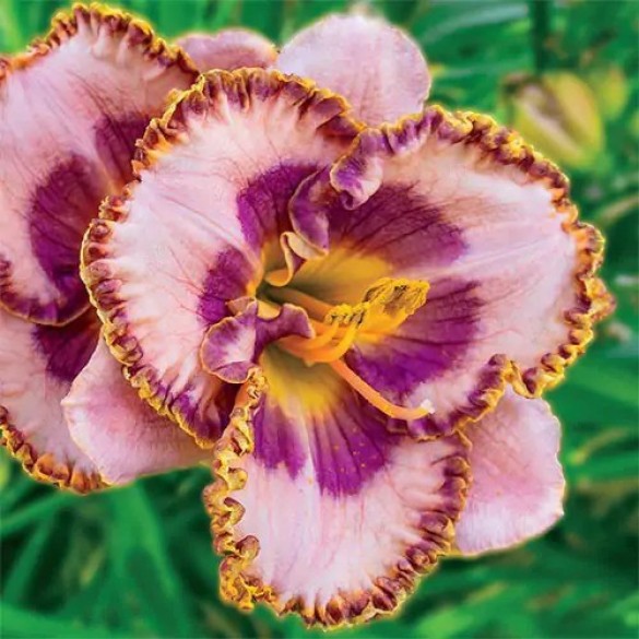 Hemerocallis 'Beachy Keen' - Sásliliom