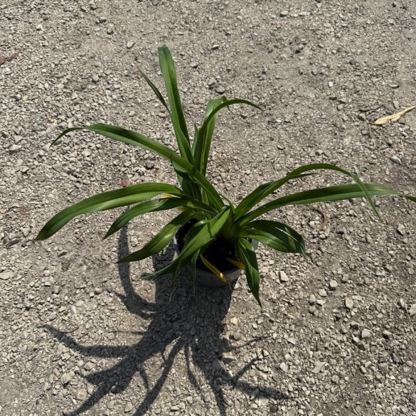 Hemerocallis 'Beachy Keen' - Sásliliom