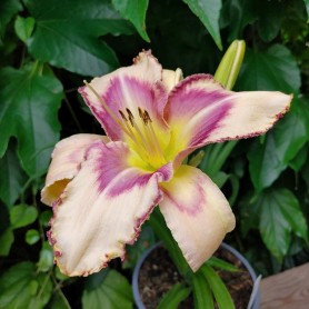 Hemerocallis 'Destined to See' - Sásliliom