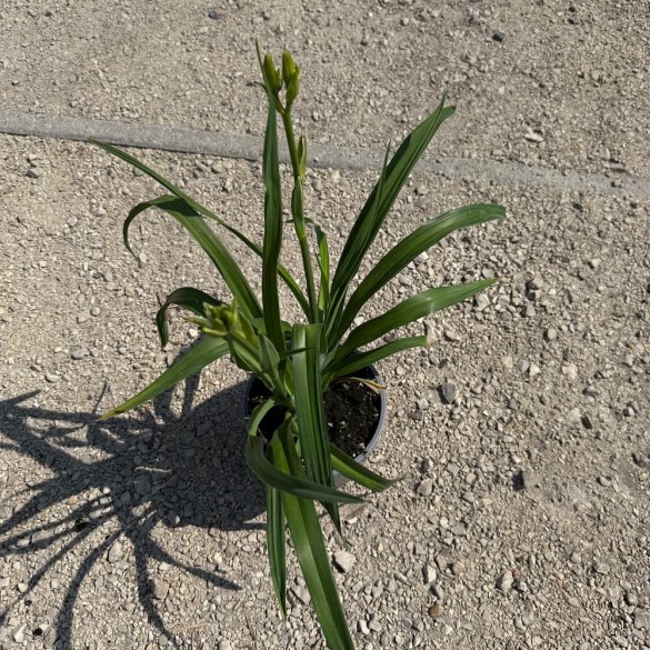 Hemerocallis 'Destined to See' - Sásliliom