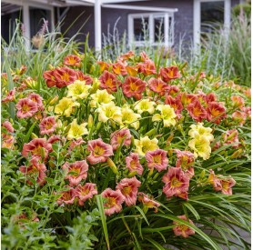 Hemerocallis 'EveryDaylily Red Ribs' - Sásliliom