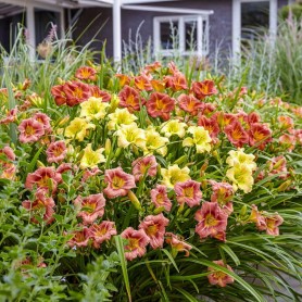 Hemerocallis 'EveryDaylily Red Ribs' - Sásliliom