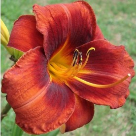 Hemerocallis 'Hot Town' - Sásliliom