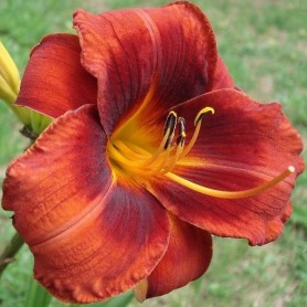 Hemerocallis 'Hot Town' - Sásliliom