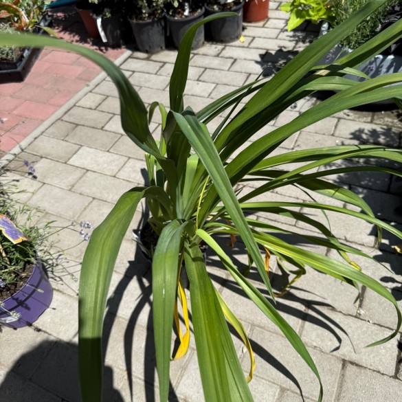 Hemerocallis 'Hot Town' - Sásliliom