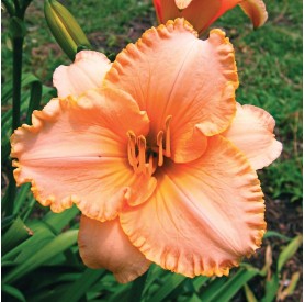 Hemerocallis 'Little Squiz' - Sásliliom