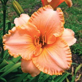 Hemerocallis 'Little Squiz' - Sásliliom