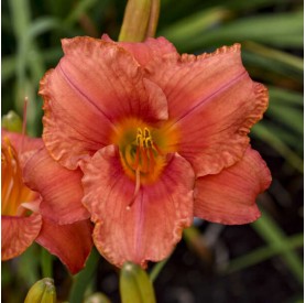 Hemerocallis 'South Seas' - Sásliliom