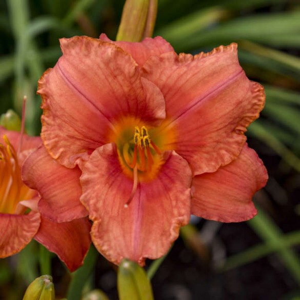 Hemerocallis 'South Seas' - Sásliliom